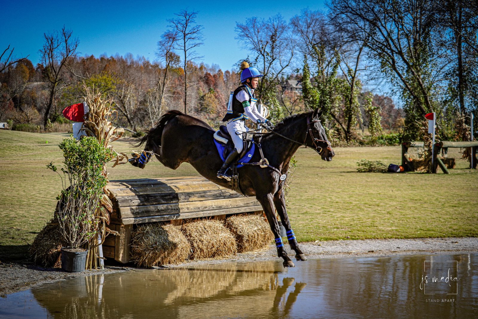 Cross country bay horse
