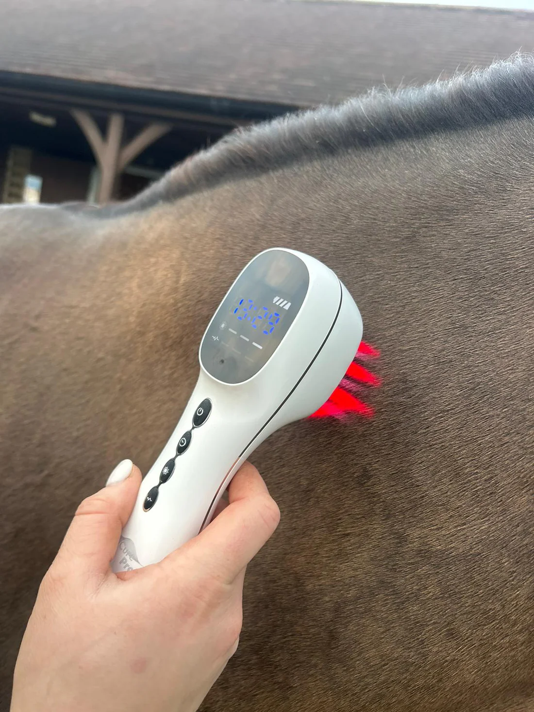 Equine therapy PEMF laser cryotherapy